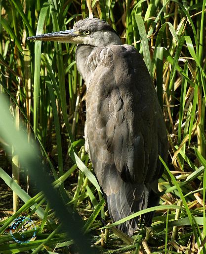 Heron 9P51D-009.JPG